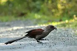 Andaman coucal in North Andaman Island