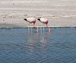 Andean flamingos