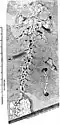 Swiss naturalist Johann Jakob Scheuchzer's Homo diluvii testis in 1726