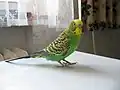 Light Green cock