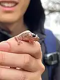Aneides lugubris headshot. from the Bay Area of California