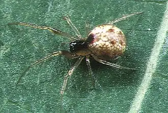 Female A. exiguus