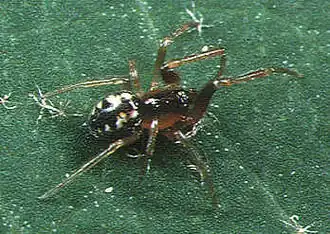 Male A. exiguus