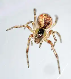 A. vittatus