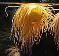 Anemone viridis in aquarium of Genoa