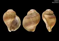 Shell specimen