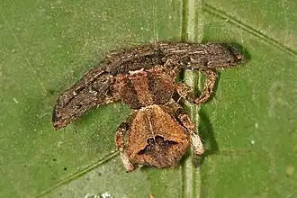 Angaeus sp.; Karnataka, India