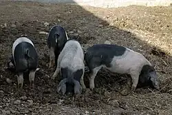 Angeln Saddlebacks