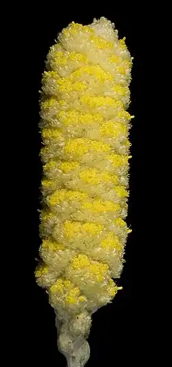 A. acrohyalinus