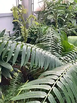 Detail of leaves at UC Berkeley Botanical Garden