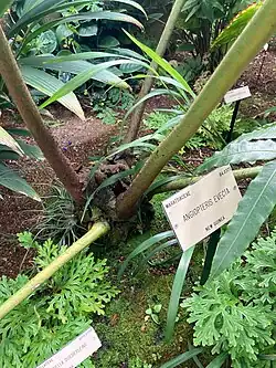 Base of plant