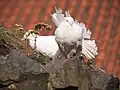 White English Garden Fantail