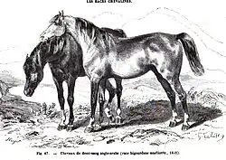 Engraving of two horses in countryside: gray in foreground, dark in background with lowered head.