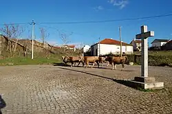 The old square, with pelourinho or parish marker, as farmer transports cows to better grazing