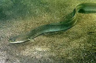 Anguilla anguilla (Anguillidae)
