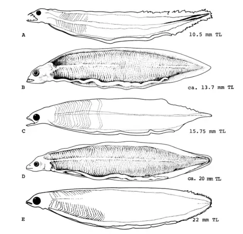 Early life stages of the American eel