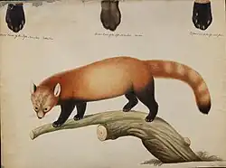 Watercolour of a red panda on branch with three separate depictions of the paws at the top