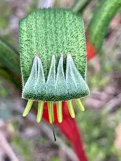 Part of plant from which common name (kangaroo paw) is derived