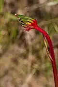 Late stages of bud