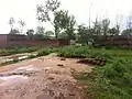 Animal dung fuel