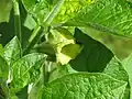 Flower and foliage of Anisodus luridus