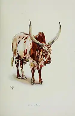 Ankole bull, 1902
