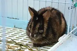 Black and brown striped rabbit in a blue and white cage