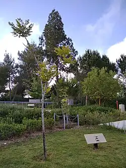 A sapling of Anne Frank's tree in Yad Vashem, Jerusalem