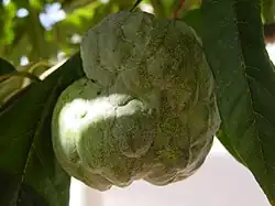 Annona squamosa fruit