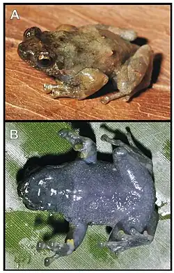 Two photographs of a frog: one showing the top of its brown brown and other showing its blue underside