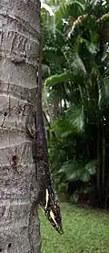 Showing dark colors after losing a territorial dispute