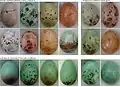 Cuckoo-finch eggs (right two columns) closely resemble the eggs of their host species (tawny-flanked prinia and red-faced cisticola shown).
