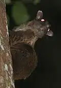 Brown squirrel