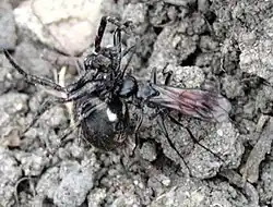 Anoplius viaticus with Nuctenea umbratica prey, England UK