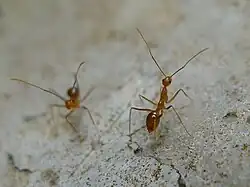 Two yellow ants