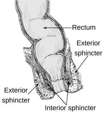 Anatomy of the anus and rectum