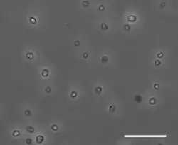 Several small lighter-coloured grey shapes on a darker grey background