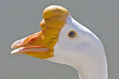 Image 16 Chinese goose head at List of goose breeds More selected pictures