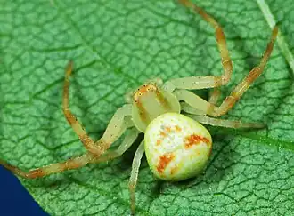 juvenile female