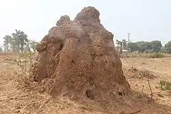Anthill in Atakmawai