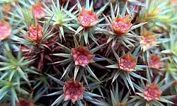 "Moss flowers": each shoot has a cluster of antheridia, i.e., an androecium.