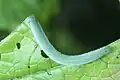 Larva