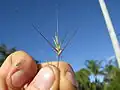 Spikelet