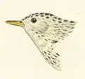Sprague's pipit by J. G. Cooper, 1870