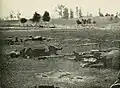 Dead Confederate artillery horses[16]