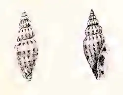 Antiguraleus adcocki, family Mangeliidae