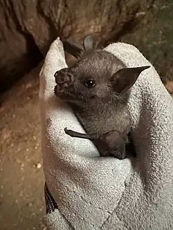 Brown bat
