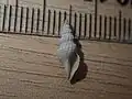 Shell found near Te Ārai, Auckland Region