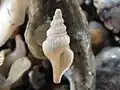 Shell found in Takapuna, Auckland