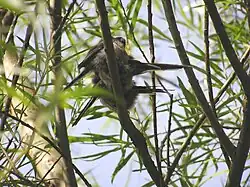 Long-tailed tits resting, mid-afternoon in energy saving anti-parallel paired formation in a willow